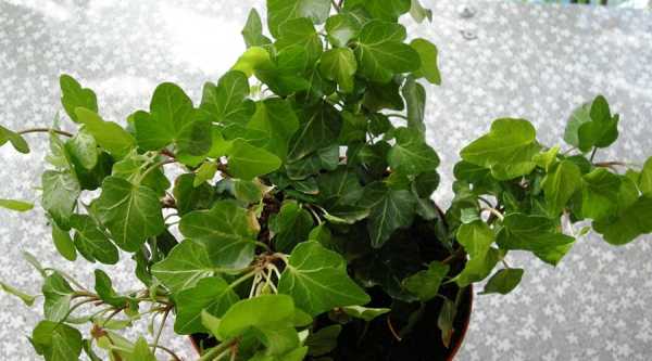 Кімнатні квіти, які можуть зашкодити