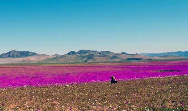 Пустеля Атакама вкрита великою різноманітністю кольорів