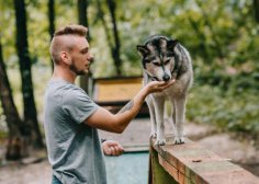 Як слід вигулювати пса?