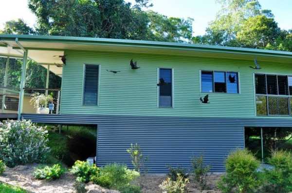 Клініка для поранених кажанів в Австралії