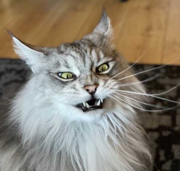 Знімки котейок, які виграли конкурс на найсмішнішу морду