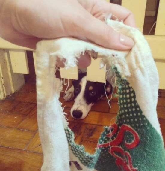 Собаки, які дуже вибачаються