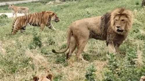 Хто перемагає у сутичках тигра та лева в дикій природі?