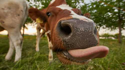 Не стримай сміх: жарти про тебе і твоїх друзів.