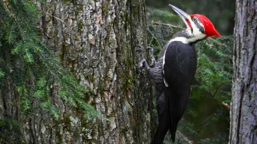 Чому в дятла не тріщить голова? Таємниці пернатого, що живе в ритмі&hellip;