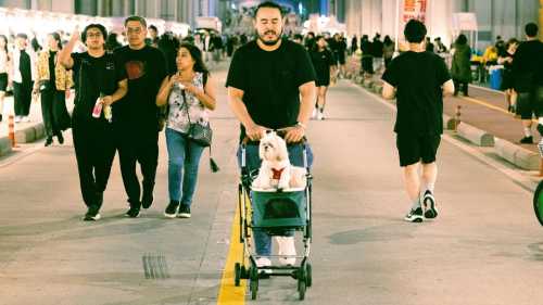 Чому в крамницях для тварин є малі коляски? 7