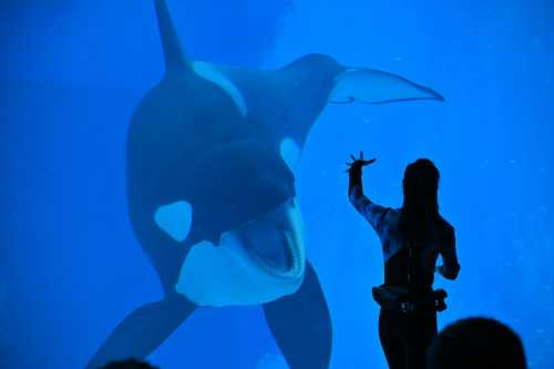 Чому люди не є здобиччю косаток