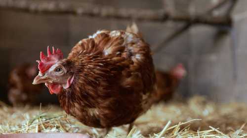 10 дивовижних фактів про курей, що вражають мене з дитинства.