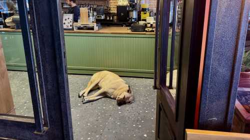 Капучино з шерстю та гавкіт у кінотеатрі: причини спротиву тренду “з тваринами…