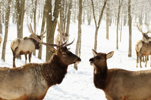 Трьохсвятіє, Васильєв день