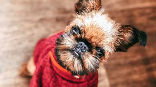 Тварини 12 видів: дихання – тяжке випробування