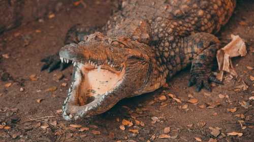 Сила укусу крокодила переважає бегемота, але чому ці хижаки уникають зустрічей з…