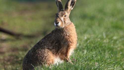 Білий заєць: здається боязким, але насправді загрозливий