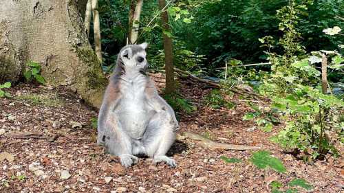 ХА-ХА новини 45 Гадали, улюбленці тільки їдять та дрімають? Науковці виявили приховані думки тварин