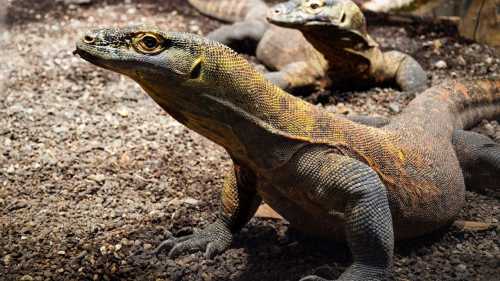 "Фатальна загроза": причина складнощів втечі від комодського дракона 9