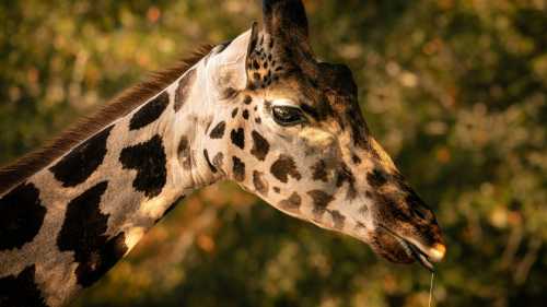 Чому зоопарки стають притулком для старих тварин