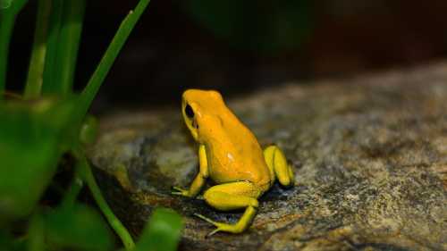 Крихітна жаба: одна доза отрути вбиває за 8 хвилин.