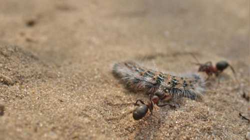 Як личинки опанували мурашині ферми