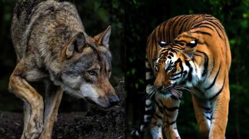 Чому існують “крупні коти”, а не “крупні пси”?