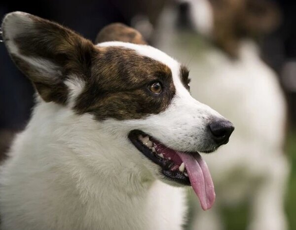 В Італії чоловік навчив собаку незаконно викидати сміття