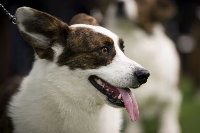 В Італії чоловік навчив собаку незаконно викидати сміття