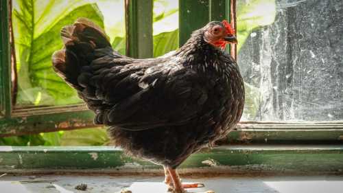 Здибилася та “сумує”: чому важливо реагувати на нахмурену квочку