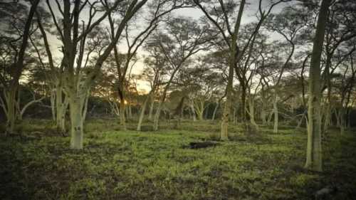 ХА-ХА новини 50 Жираф-невидимка: чи зможете ви його виявити?