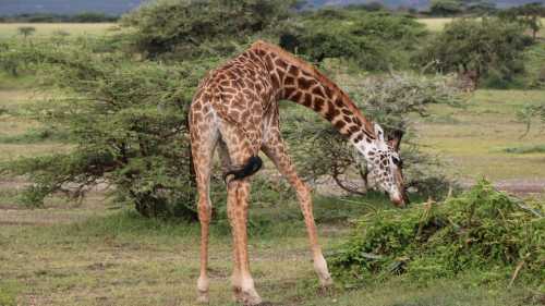 Чому звірі зменшуються, а не стають Ґодзіллами