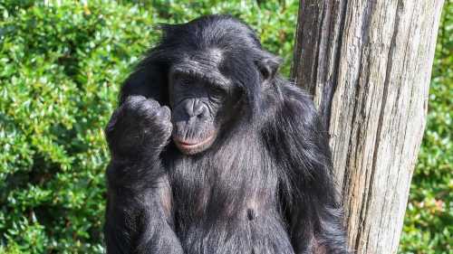 ХА-ХА новини 33 Мавпячий бунт через овочі: Довели, що чесність не тільки людська ідея.