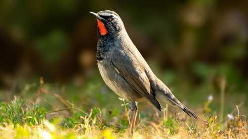 Пташиний спів удосвіта: науковці розгадали причину ранкових трелей.