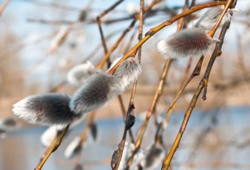 Як зустрічали Філю весняного? 3