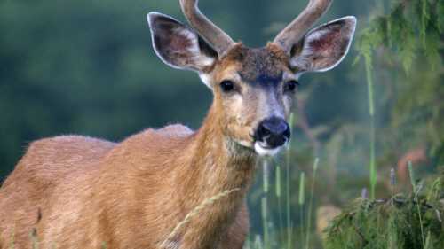 Як самки оленів перехитрили закони природи