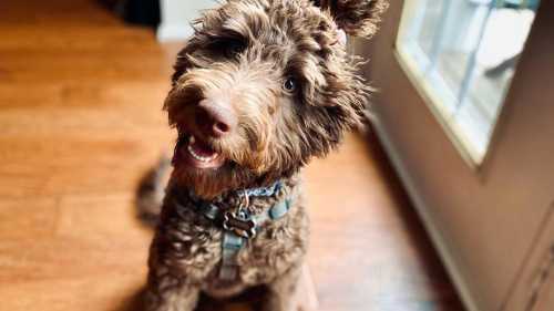 Лабрадудлі, кавапу, кокапу: найпопулярніші песики в світі – справжні бешкетники. 8