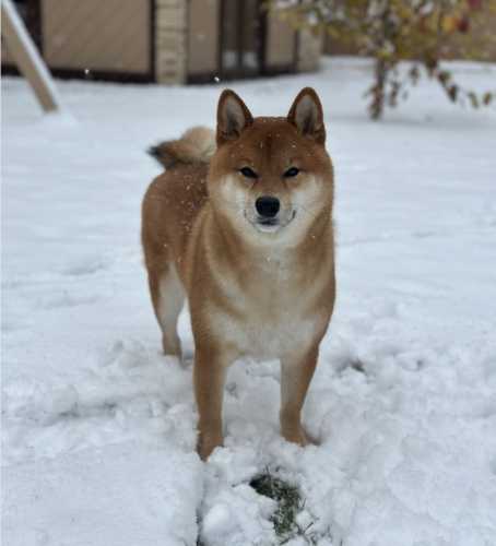 ХА-ХА новини 69 Сіба-іну: прадавня порода, що розвинулась, щоб потішати нас
