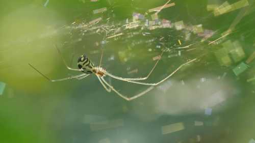 Турбуєтесь через павуків? Науковці попереджають: справжній кошмар настане, коли вони щезнуть.