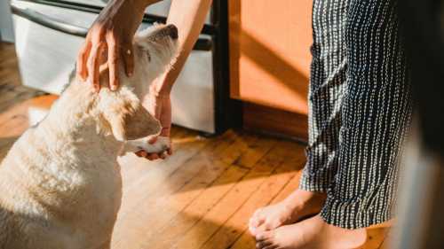 ХА-ХА новини 52 Не гладь по голові: чому песики не люблять почухування верхівки?