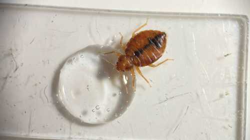 Дослідники виявили дивну вразливість у постільних клопів.