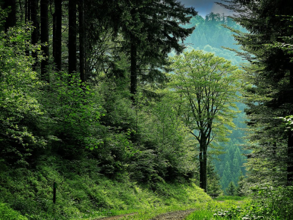 ХА-ХА новини 62 Десять фактів про ліси