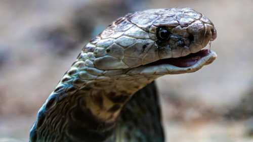 Вітайте величну кобру. Змію, для якої інші змії – лише тарілка з&hellip;