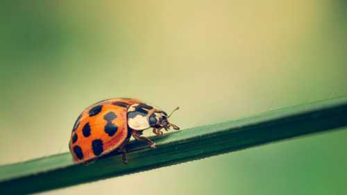 Цей жучок далеко не чарівний. Чому божа корівка виділяє жовтаву субстанцію на&hellip;