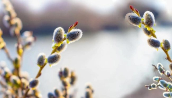 ХА-ХА новини 59 Весняний сонцеворот, Вербоносиця