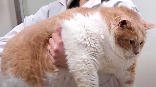 Здоровенний котяра скинув третину ваги і знову насолоджується життям.