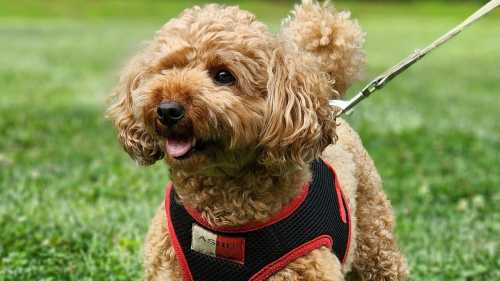 Лабрадудлі, кавапу, кокапу: найпопулярніші песики в світі – справжні бешкетники.