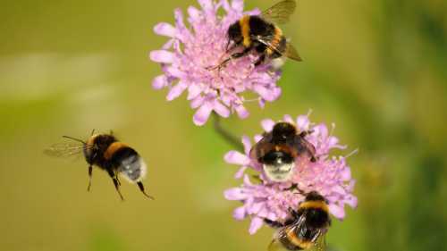 Як шершні вирішують: подібно до нас, чи й краще