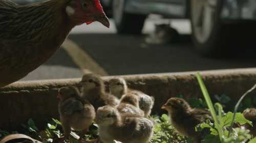 Пестощі дарують радість пташенятам.