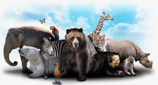 ХА-ХА новини 75 Всесвітній день дикої природи