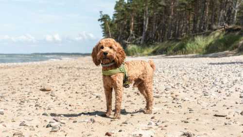 Лабрадудлі, кавапу, кокапу: найпопулярніші песики в світі – справжні бешкетники. 7
