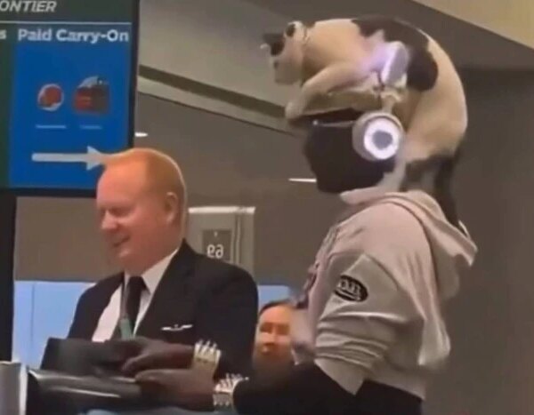 Чоловік з’явився в аеропорту з котом на голові та підірвав&hellip;