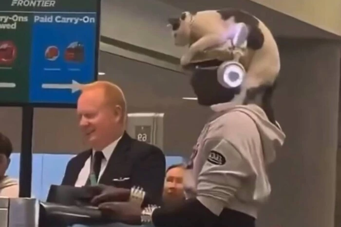 Чоловік з’явився в аеропорту з котом на голові та підірвав мережу (відео)