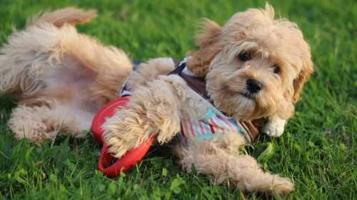 Лабрадудлі, кавапу, кокапу: найпопулярніші песики в світі – справжні бешкетники. 6